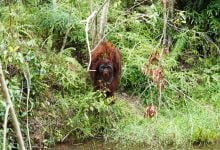 adopsi orangutan