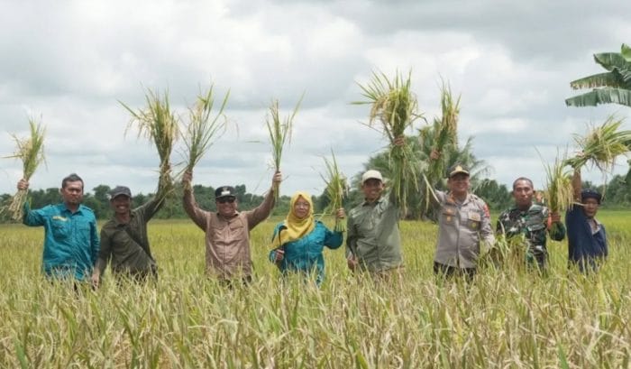 Panen Raya Sidomulyo