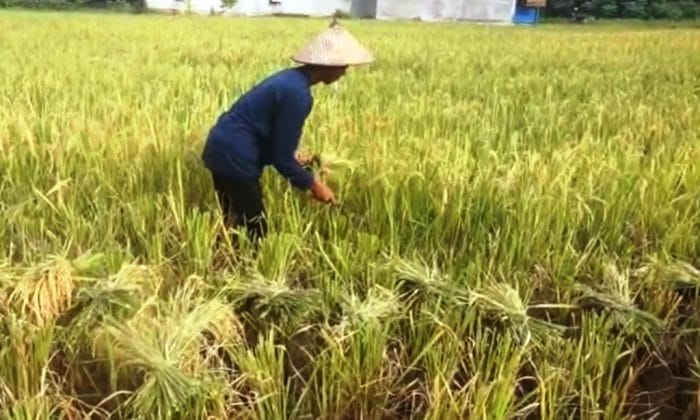 petani kukar