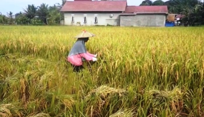 dinas pertanian kutai kartanegara