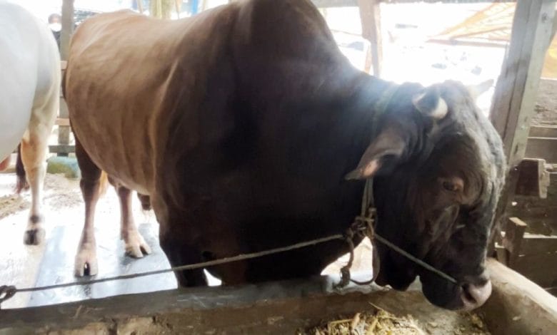 Sapi Kurban Presiden