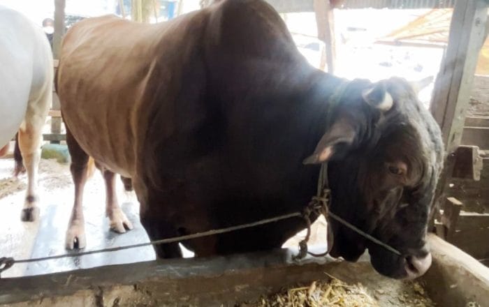 Sapi Kurban Presiden
