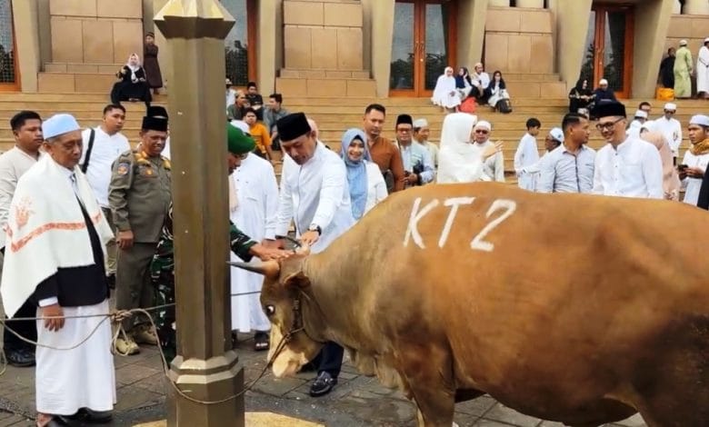 sapi kurban pemprov kaltim 2025