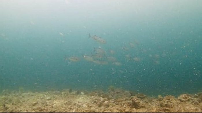 terumbu karang Muara Badak