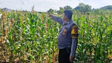 jagung Samarinda Seberang