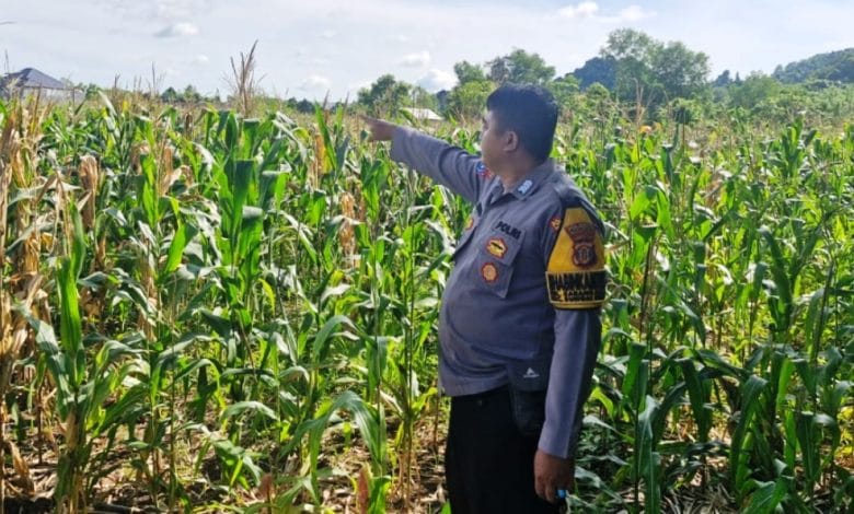jagung Samarinda Seberang