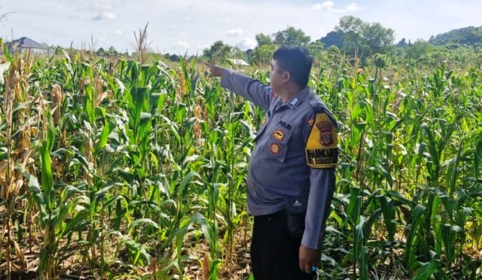 jagung Samarinda Seberang