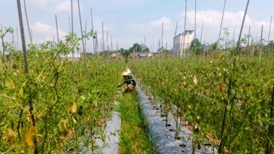 petani tanah datar