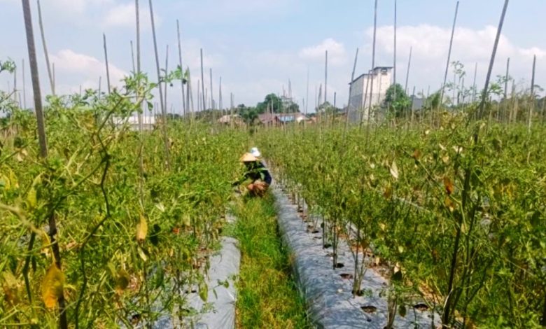 petani tanah datar
