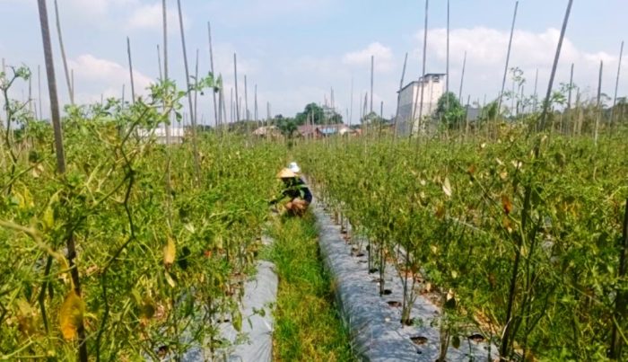 petani tanah datar