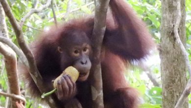 orangutan kalimantan