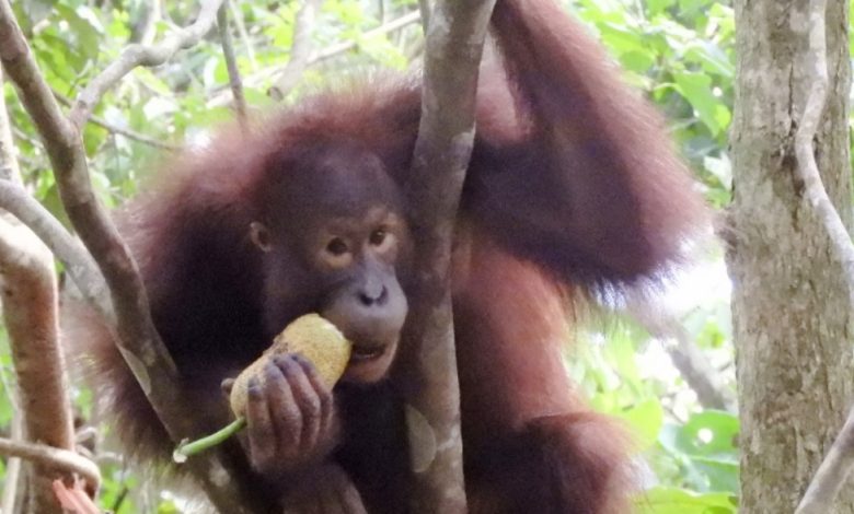 orangutan kalimantan