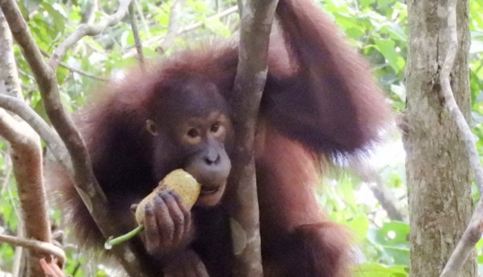 orangutan kalimantan