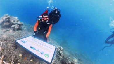 transplantasi terumbu karang pulau miang